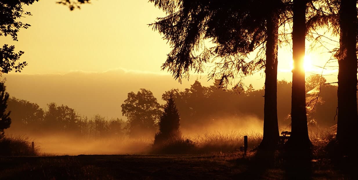 Ochtendzon door de mist tussen de bomen