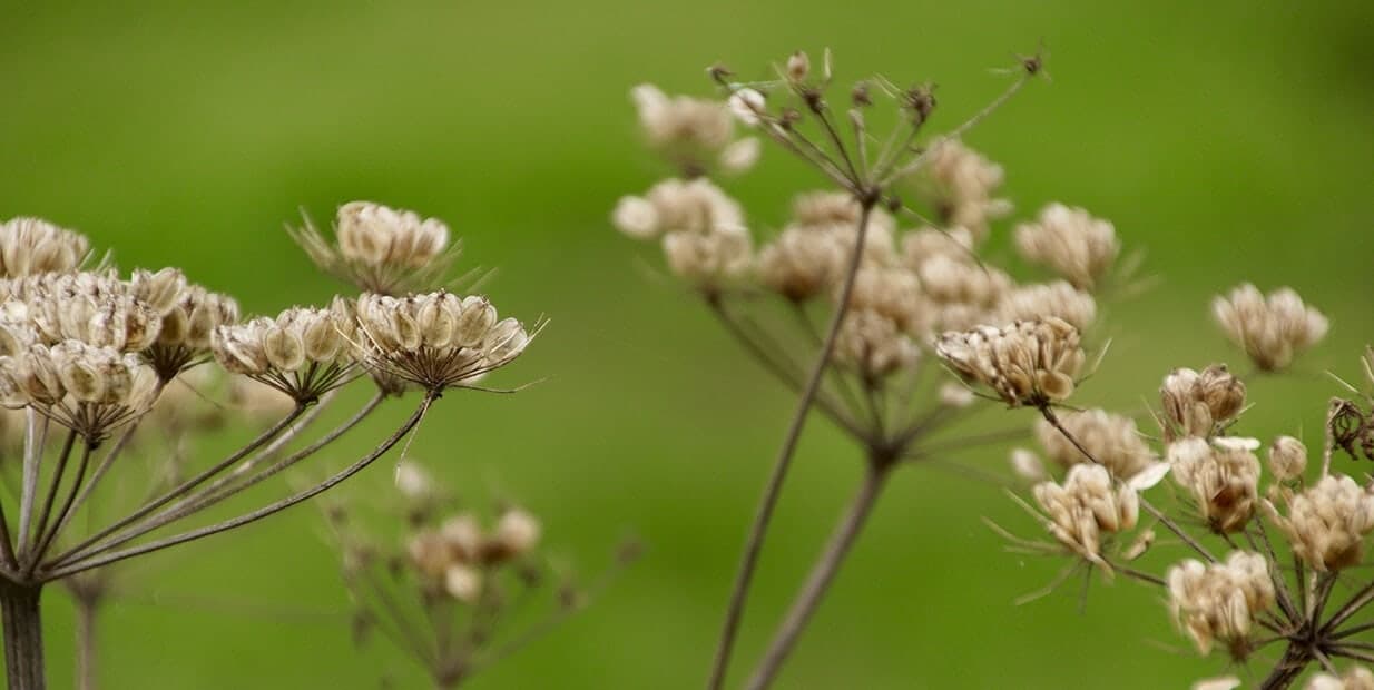 Schermbloemen voor een groene achtergrond