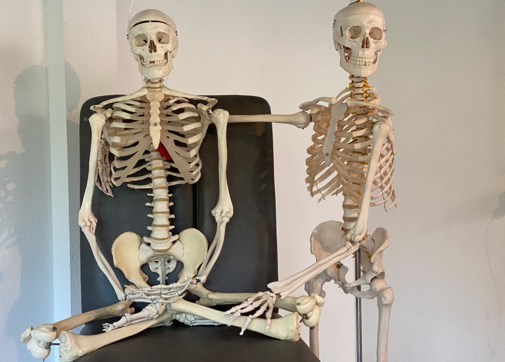 Twee skeletten op een stoel in de praktijk, de een met een arm om de ander
